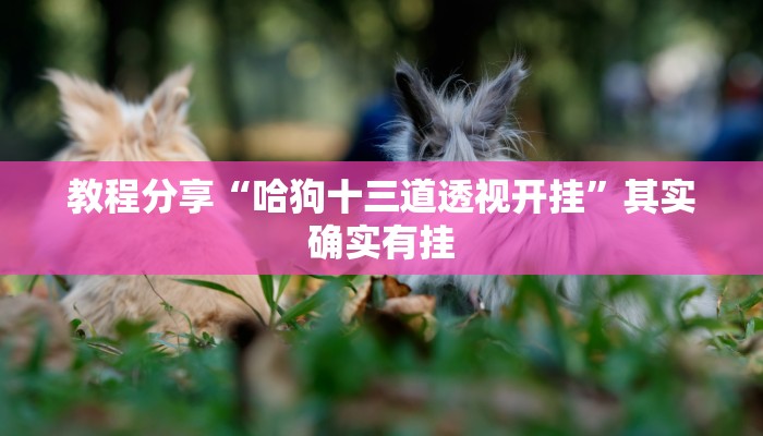 教程分享“哈狗十三道透视开挂”其实确实有挂