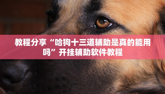 教程分享“哈狗十三道辅助是真的能用吗”开挂辅助软件教程