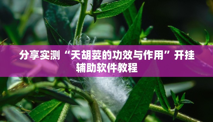 分享实测“天胡荽的功效与作用”开挂辅助软件教程