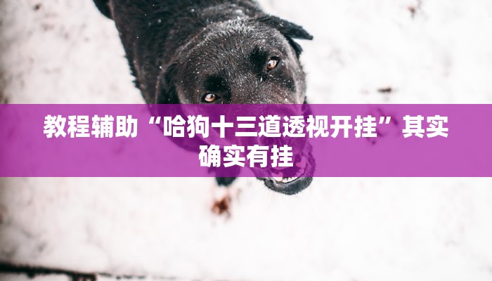 教程辅助“哈狗十三道透视开挂”其实确实有挂