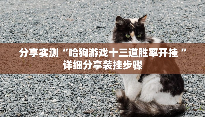 分享实测“哈狗游戏十三道胜率开挂 ”详细分享装挂步骤