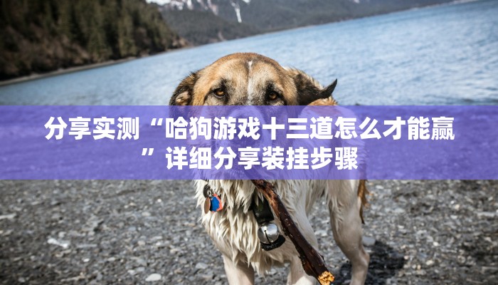 分享实测“哈狗游戏十三道怎么才能赢”详细分享装挂步骤