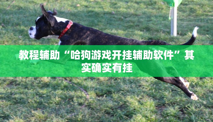 教程辅助“哈狗游戏开挂辅助软件”其实确实有挂