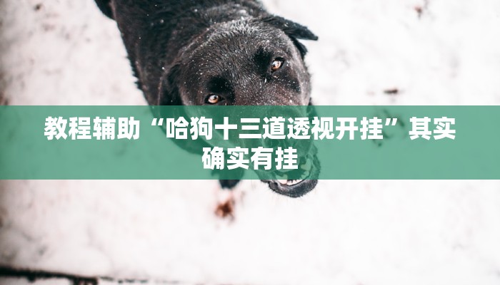 教程辅助“哈狗十三道透视开挂”其实确实有挂