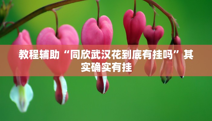 教程辅助“同欣武汉花到底有挂吗”其实确实有挂