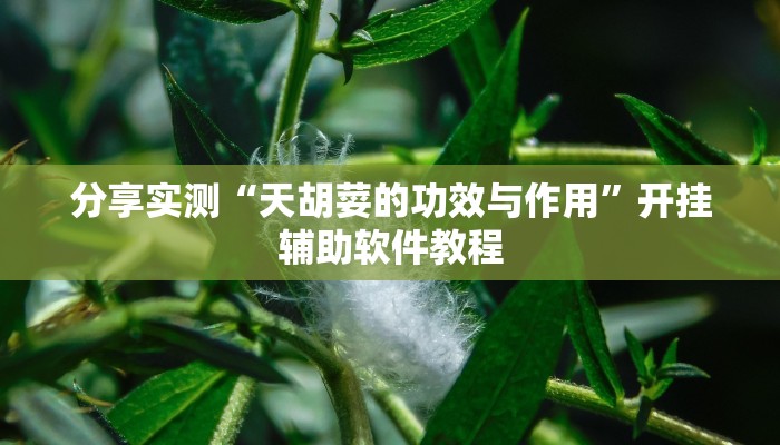 分享实测“天胡荽的功效与作用”开挂辅助软件教程