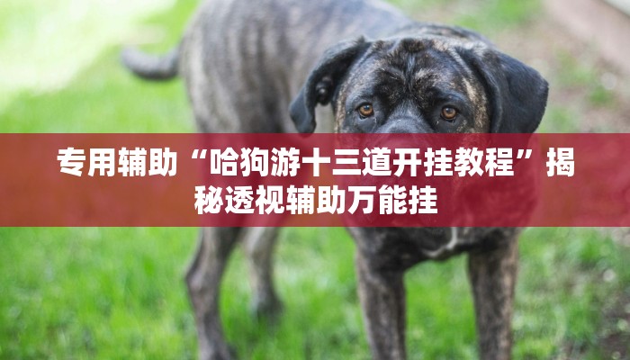 专用辅助“哈狗游十三道开挂教程”揭秘透视辅助万能挂