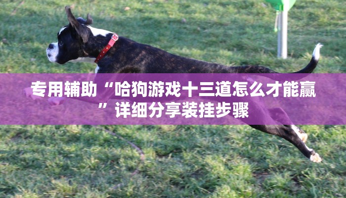 专用辅助“哈狗游戏十三道怎么才能赢”详细分享装挂步骤