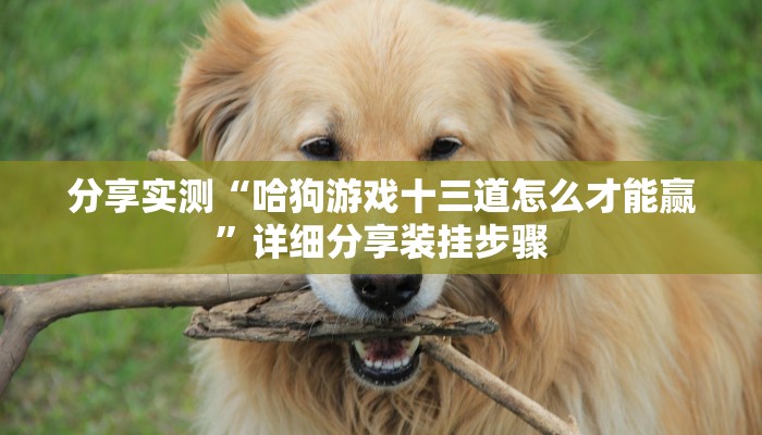 分享实测“哈狗游戏十三道怎么才能赢”详细分享装挂步骤