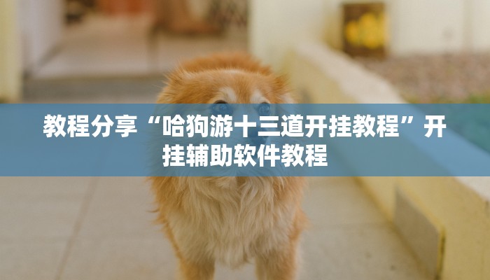 教程分享“哈狗游十三道开挂教程”开挂辅助软件教程