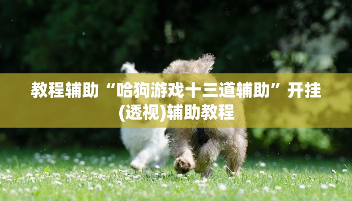 教程辅助“哈狗游戏十三道辅助”开挂(透视)辅助教程