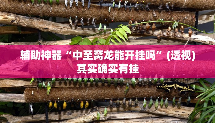 辅助神器“中至窝龙能开挂吗”(透视)其实确实有挂