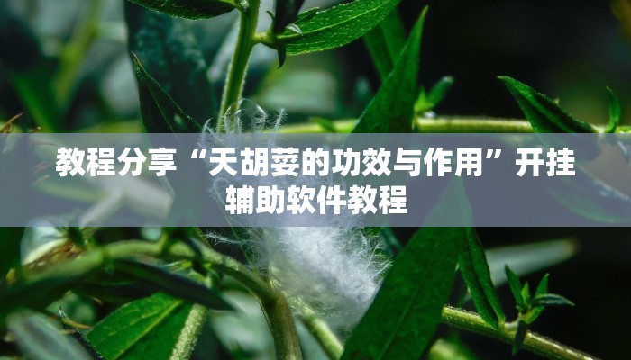 教程分享“天胡荽的功效与作用”开挂辅助软件教程