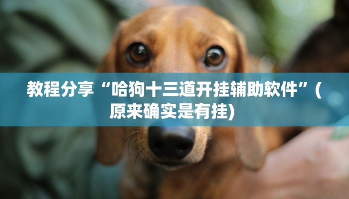 教程分享“哈狗十三道开挂辅助软件”(原来确实是有挂) 